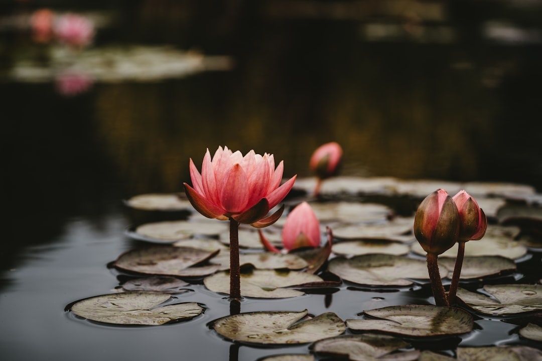 Rosa Seerosen und Knospen ragen aus dunklem Wasser
